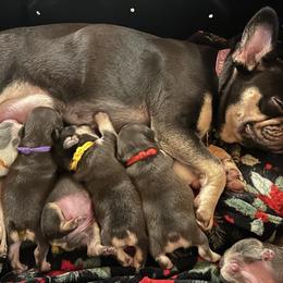 French Bulldogs from Jenny Lorton