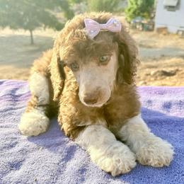 Justice (vJanet) - Parti female Poodle puppy in Meadowbrook, California from Standard Poodle Pups