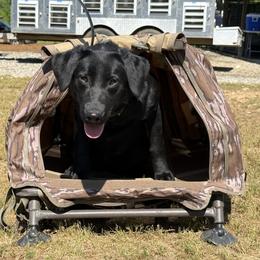 Lynxx - Labrador Retriever