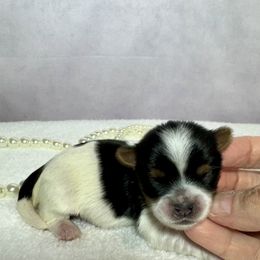 AKC Girl 1 4300 - Black tan and white female Biewer Terrier puppy in Nicholls, Georgia from Southeast Biewers