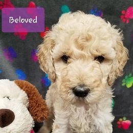 Bernedoodle, Goldendoodle, and Poodle Puppies from Granton Creek