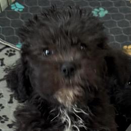 Austin - Black male Shihpoo puppy in Colonial Beach, Virginia from BeachRidge Pups