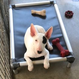 Bull Terrier Puppies from Jarrogue's Bull Terriers