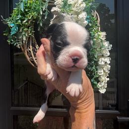 Willow - Black and tan female French Bulldog puppy in Gastonia, North Carolina from BZB Frenchies, Griffs & Long hair Chihuahuas