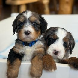 Zeus- teal collar boy - Tri-color male Bernedoodle puppy in Yuciapa, California from AlltheDoodlez_