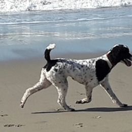DOTTIE - Poodle