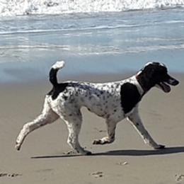 DOTTIE - Poodle