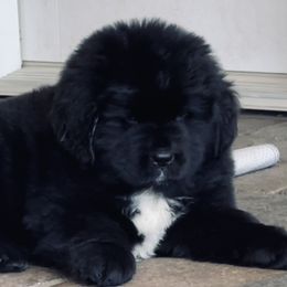 Newfoundland Puppies from CBN