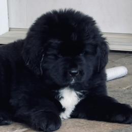 Newfoundland Puppies from CBN