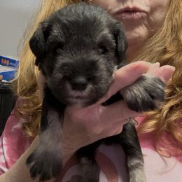 Blue collar male - Black and silver male Miniature Schnauzer puppy in La Fayette, Georgia from Daniels Mini Schnauzers