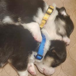 Pembroke Welsh Corgis from BrowTine Corgis