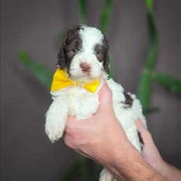 Louie - Parti male Double Doodle puppy in Cleveland, Tennessee from Edgewater Doodles & Designer Pups