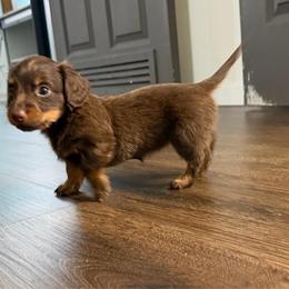 Maple - Chocolate and tan female Dachshund puppy in Live Oak, Florida from Johnson’s Weiner Farm