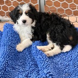Cole - Black tri-color male Aussiedoodle puppy in Burbank, Ohio from Berns & Doodles