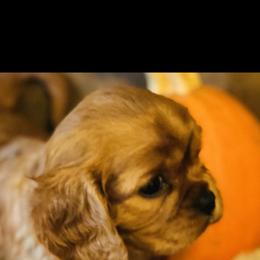 Cavalier King Charles Spaniel Puppies from Cavalier Kisses