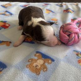 Luna - Red tri-color female Australian Shepherd puppy in Cypress, Texas from Cypress Aussies