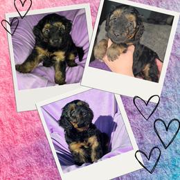 Boy 5 - male Goldendoodle puppy in Tucson, Arizona from Adored Poodle & Doodles