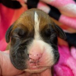 Pink - Fawn female Boxer puppy in Oregon, Pennsylvania from Schaible's Boxer Huddle