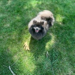 Cleo - Pomeranian