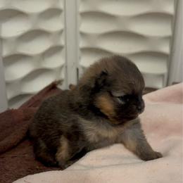 River - Orange sable female Pomeranian puppy in North Port, Florida from POMRITA POM’S
