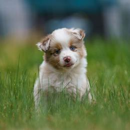 Capri - Red merle female Australian Shepherd puppy in Bumpass, Virginia from Glitterati Australian Shepherds