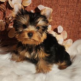 Beau - Black and gold male Yorkshire Terrier puppy in Daggett, Michigan from Hetzel’s Enchanted Yorkies (Michigan)