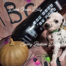 Dalmatian Puppies from Spotty Bottom Dalmatians