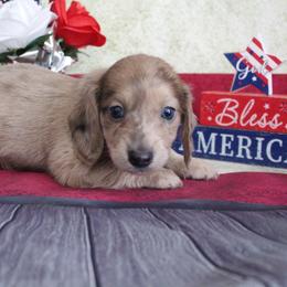 Benjamin - Blue and cream male Dachshund puppy in Pace, Florida from Shoebox Doxie’s