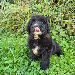 Meg - Parti female Saint Berdoodle puppy in Castle Rock, Washington from PNW Saint Berdoodles