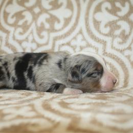 Major - Blue merle male Toy Australian Shepherd puppy in Licking, Missouri from Burnett Aussies