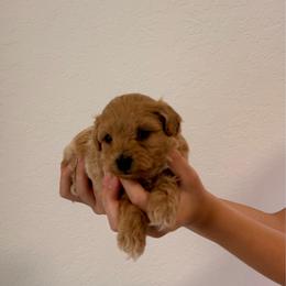 Marvel - Brown male Maltipoo puppy in Hollywood, Florida from Iuliia's puppies