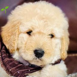 Aussiedoodle and Bernedoodle Puppies from Little Hawcreek Doodles
