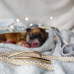 Companion Cross, Havanese, Mal-Shi, Maltese, Maltipoo, Morkie, and Shih Tzu Puppies from Seeking Shalom Acres Maltese, Maltipoos & Havamalts