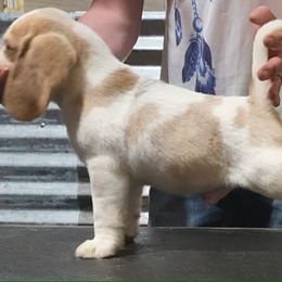 Beagle and German Shepherd Puppies from Synastry Beagles
