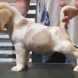 Beagle and German Shepherd Puppies from Synastry Beagles