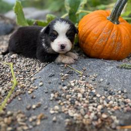 Cass Lake - Black tri female Miniature Australian Shepherd puppy in Priest River, Minnesota from Offgrid Aussies