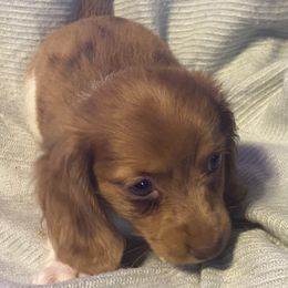 Mandy - Piebald female Dachshund puppy in Pennsville, New Jersey from Bay Acres Dachshunds