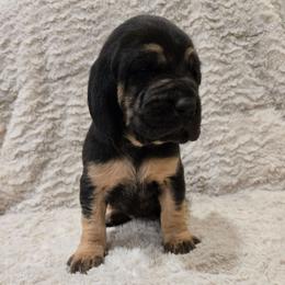 Purple Girl - Black and tan female Bloodhound puppy in Gillette, Wyoming from Whispering Winds Homestead 307