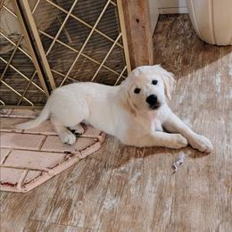 Blue - Light golden male Golden Retriever puppy in Roseburg, Oregon from Unbound Goldens