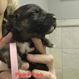 Girl 4 - female German Shepherd puppy in Rome, Georgia from Patriot Shepherds