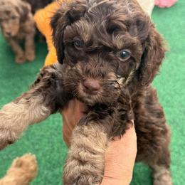Puppy pick 4 - Chocolate female Goldendoodle puppy in Natural Bridge, Virginia from Padgetts Hill Puppies