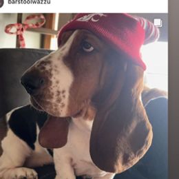 Lola - Basset Hound