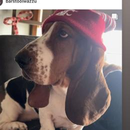 Lola - Basset Hound