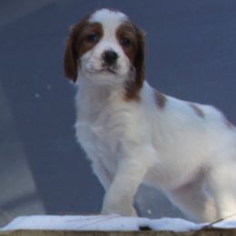 Clumber Spaniel and Irish Red and White Setter Puppies from NyaStar & Chequamegon
