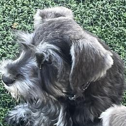 Seth - Salt and pepper male Miniature Schnauzer puppy in San Bernardino, California from Rose Lane Schnauzers