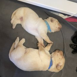 Labrador Retriever Puppies from Joy Luck Labs, LLC