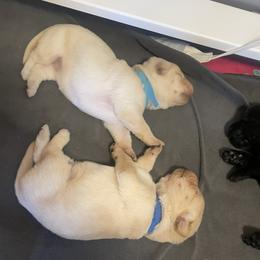 Labrador Retriever Puppies from Joy Luck Labs, LLC