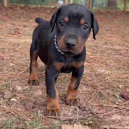 Atlas - Black and rust male Doberman Pinscher puppy in Toney, Alabama from Bhon Mhuir Dobermanns