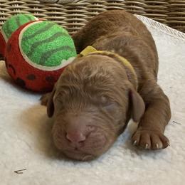 Boy 1 - male Goldendoodle puppy in Clermont, Florida from Da Ruba Doodles