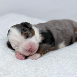 Savannah - Blue merle female Bernedoodle puppy in Fleming, Colorado from Vandenbark Doodles